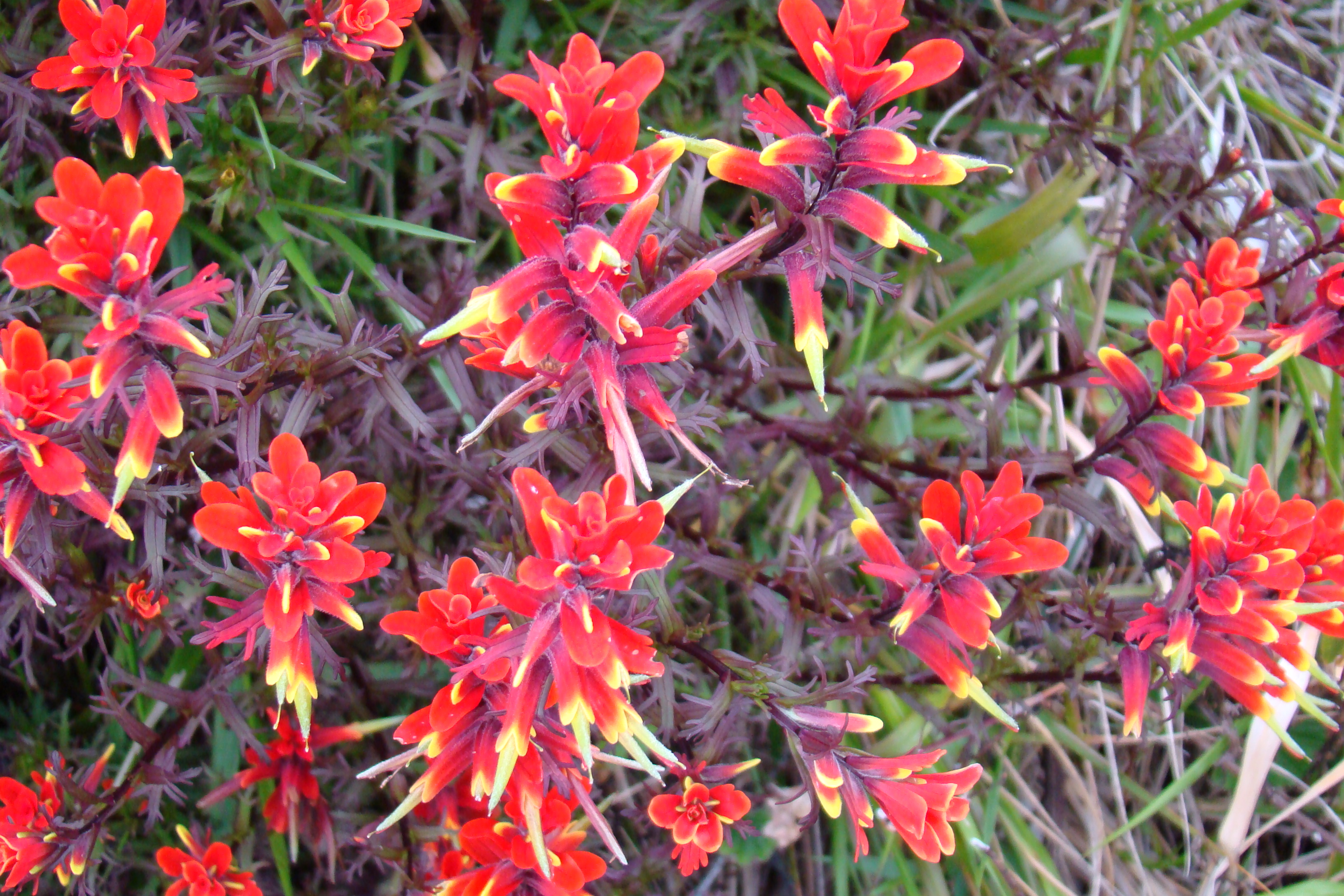 costa rica vines flowering Irazú  magnificent volcano Serendipity Costa Rica Adventures the