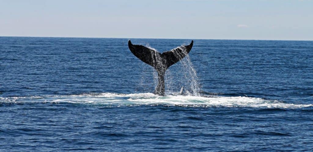 A whale tail breaking the surface of the ocean in Marino Ballena National Park