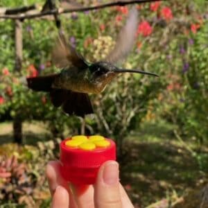 Hummingbird hovering above a feeder in Costa Rica