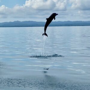 Dolphin jumping from the ocean during a boat tour in Costa Rica