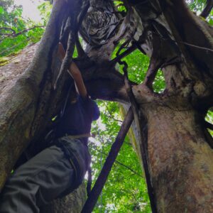 Tree climbing in primary rainforest in Costa Rica