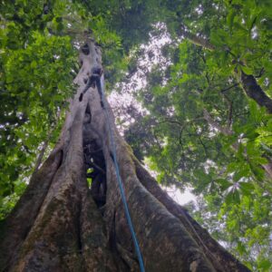 Teenager rappelling down a tree in the Costa Rica rainforest