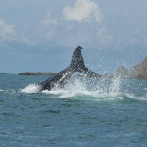 A whale tail splashing the ocean on a boat tour in Costa Rica