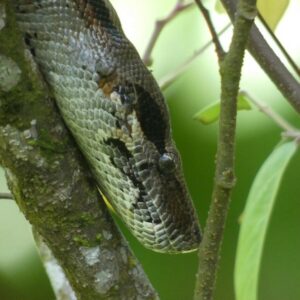 Snake on a tree branch in Costa Rica