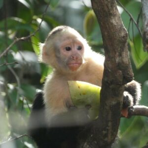 White faced capuchin monkey eating fruit in Costa Rica