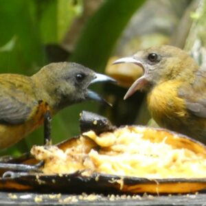 Two birds eating banana on a nature watching tour in Costa Rica