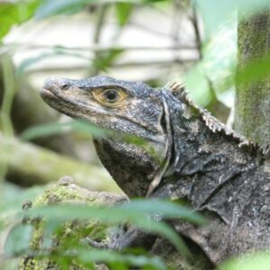 Iguana in the rainforest in Costa Rica