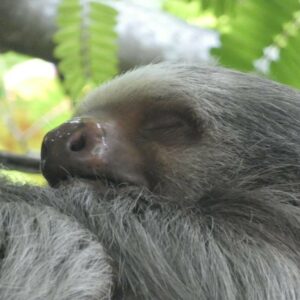 Sleeping Sloth photographed on vacation in Costa Rica