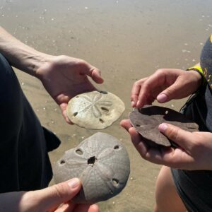 Sea urchins on the beach in Tamarindo, Costa Rica