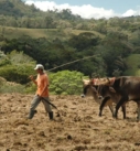 a costa rican farmer ploughing his land with two bulls