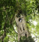 adventure tree climbing on a teambuilding trip in Costa Rica