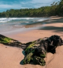 a piece of drift wood washed up on a sandy beach on the caribbean coast of costa rica