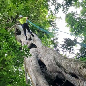 Woman tree rappelling in the rainforest in Costa Rica