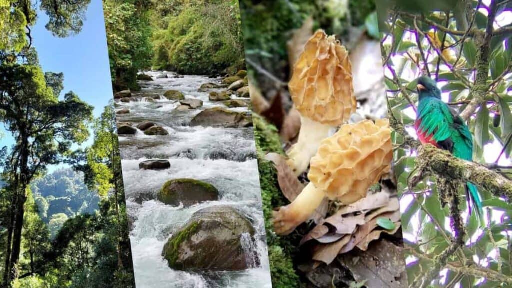 highlights from a trip to San Gerardo de Dota in Costa Rica including cloud forest, crystal clear rivers, mushrooms and birdwatching